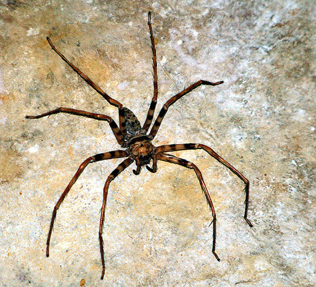 Loài nhện săn chim này được phát hiện ở Lào vào năm 2011 và chúng thường dành hết thời gian ở trong hang tối rừng sâu.